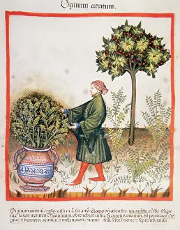 Pick: Tacuinum Sanitatis. Late XIV century. Man picking basil