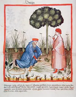 Pick: Tacuinum Sanitatis. Late XIV century. Men picking sedge