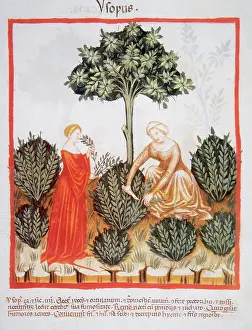 Pick: Tacuinum Sanitatis. Late XIV century. Women picking hyssop