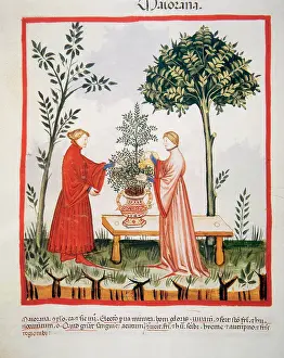 Handbook: Tacuinum Sanitatis. Late XIV century. Watering a marjoram pl