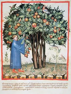 Grenade: Tacuinum Sanitatis. Late XIV century. Picking sweet pomegran