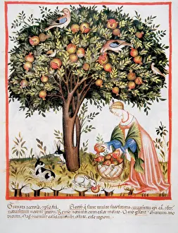 Rabbits: Tacuinum Sanitatis. Late XIV century. Picking bitter pomegra