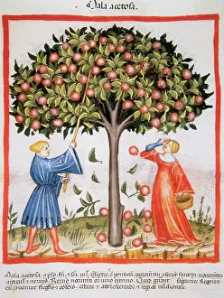 Handbook: Tacuinum Sanitatis. Late XIV century. Picking tart apples