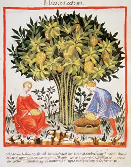 Pick: Tacuinum Sanitatis. Late XIV century. Picking citron