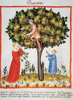 Pick: Tacuinum Sanitatis. Late XIV century. Picking mulberries