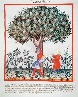 Pick: Tacuinum Sanitatis. Late XIV century. Picking sweet cherries
