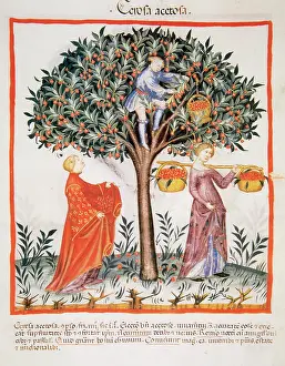 Pick: Tacuinum Sanitatis. Late XIV century. Picking sour cherries