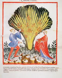Pick: Tacuinum Sanitatis. Late XIV century. Picking wild dates