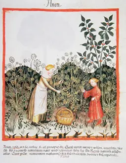 Pick: Tacuinum Sanitatis. Late XIV century. Picking dill