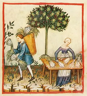 Hygienic: Tacuinum Sanitatis, Leeks