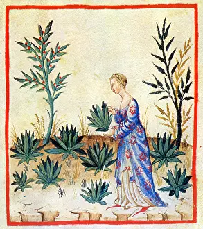 Hygienic: Tacuinum Sanitatis, Lettuce