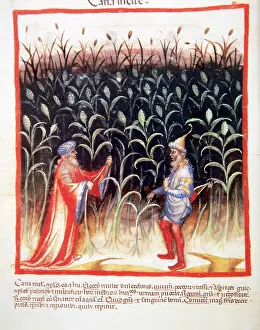 Sugarcane: Tacuinum Sanitatis. Men in a sugar cane plantation