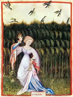 Grain: Tacuinum Sanitatis, Millet