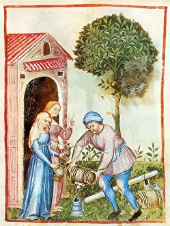 Extract: Tacuinum Sanitatis, Olive Oil