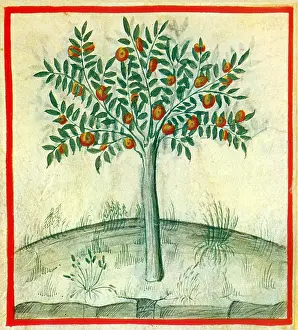 Sinensis: Tacuinum Sanitatis, Oranges
