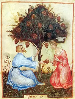 Hygienic: Tacuinum Sanitatis, Pinecones