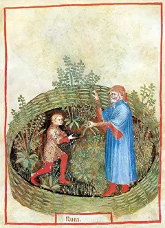 Hygienic: Tacuinum Sanitatis, Rue