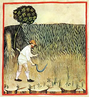 Grain: Tacuinum Sanitatis, Rye