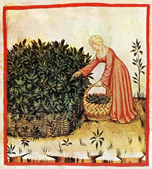 Sage: Tacuinum Sanitatis, Sage