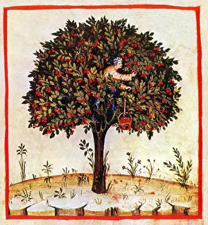 Prunus: Tacuinum Sanitatis, Sour Cherries