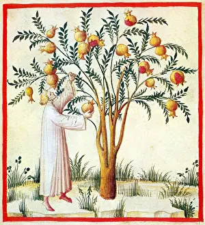 Hygienic: Tacuinum Sanitatis, Sour Pomegranates