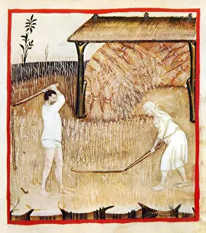 Grain: Tacuinum Sanitatis, Spelt