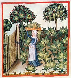 Hygienic: Tacuinum Sanitatis, Spinach