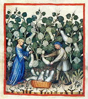 Hygienic: Tacuinum Sanitatis, Squash