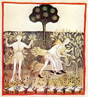 Hygienic: Tacuinum Sanitatis, Summer