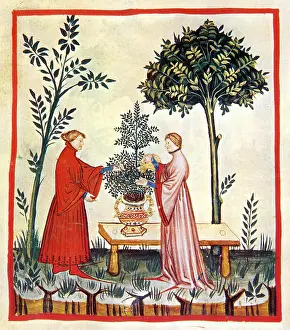 Hygienic: Tacuinum Sanitatis, Sweet Marjoram