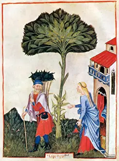Hygienic: Tacuinum Sanitatis, Turnips
