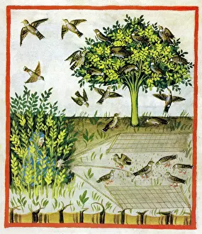 Doves: Tacuinum Sanitatis, Turtle Doves