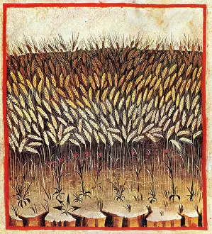 Grain: Tacuinum Sanitatis, Wheat