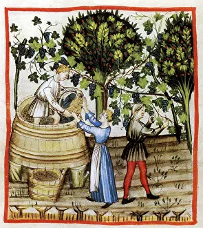 Alcoholic: Tacuinum Sanitatis, Winemaking