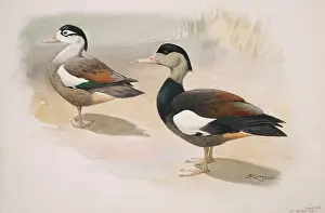 Webbed: Tadorna cristata, crested shelduck