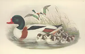 Anas: Tadorna tadorna, common shelduck