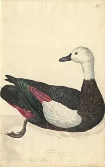 Variegata: Tadorna variegata, Paradise shelduck