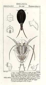 Tadpole: Tadpole shrimps