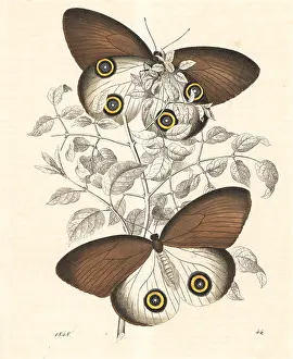 Urania: Taenaris urania butterfly