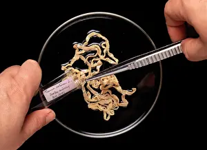 Pork: Taenia solium, pork tapeworm