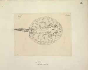 Elasmobranch: Taeniura, stingray