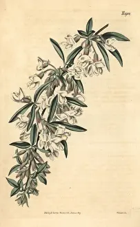 Couchman: Tagasaste or tree lucerne, Cytisus proliferus
