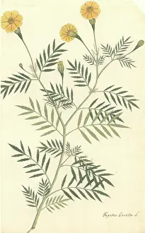 Asterales: Tagetes erecta L. marigold