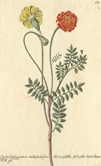 Tagetes: Tagetes erecta, marigold