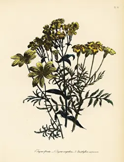 Humphreys: Tagetes and Eriophyllum species