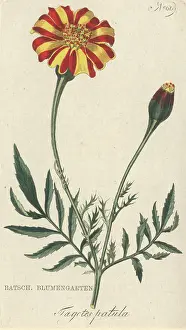 Patula: Tagetes patula, marigold