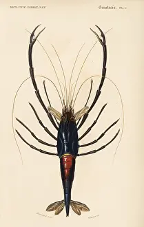 Dorbigny: Tahitian prawn, Macrobrachium lar
