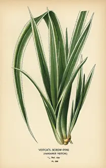 Calla: Tahitian screwpine, Pandanus tectorius