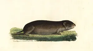 Arvicola: Taiga vole, Microtus xanthognathus