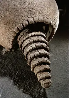 Glyptodont: Tail of a Glyptodon